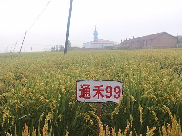 通禾99