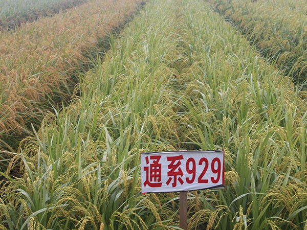 通系929