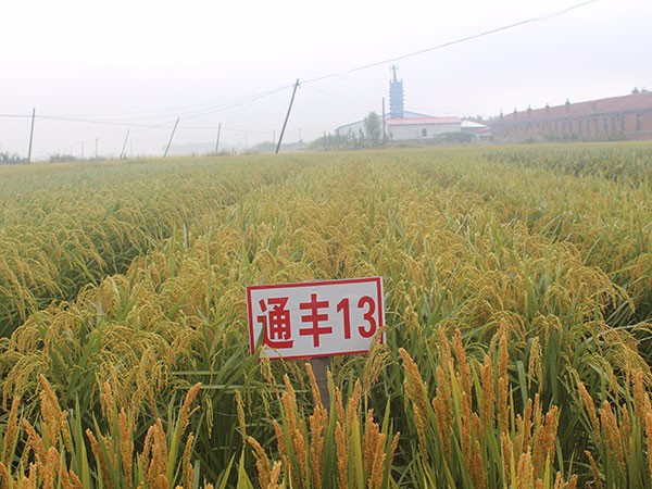通丰13