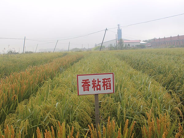 香粘稻